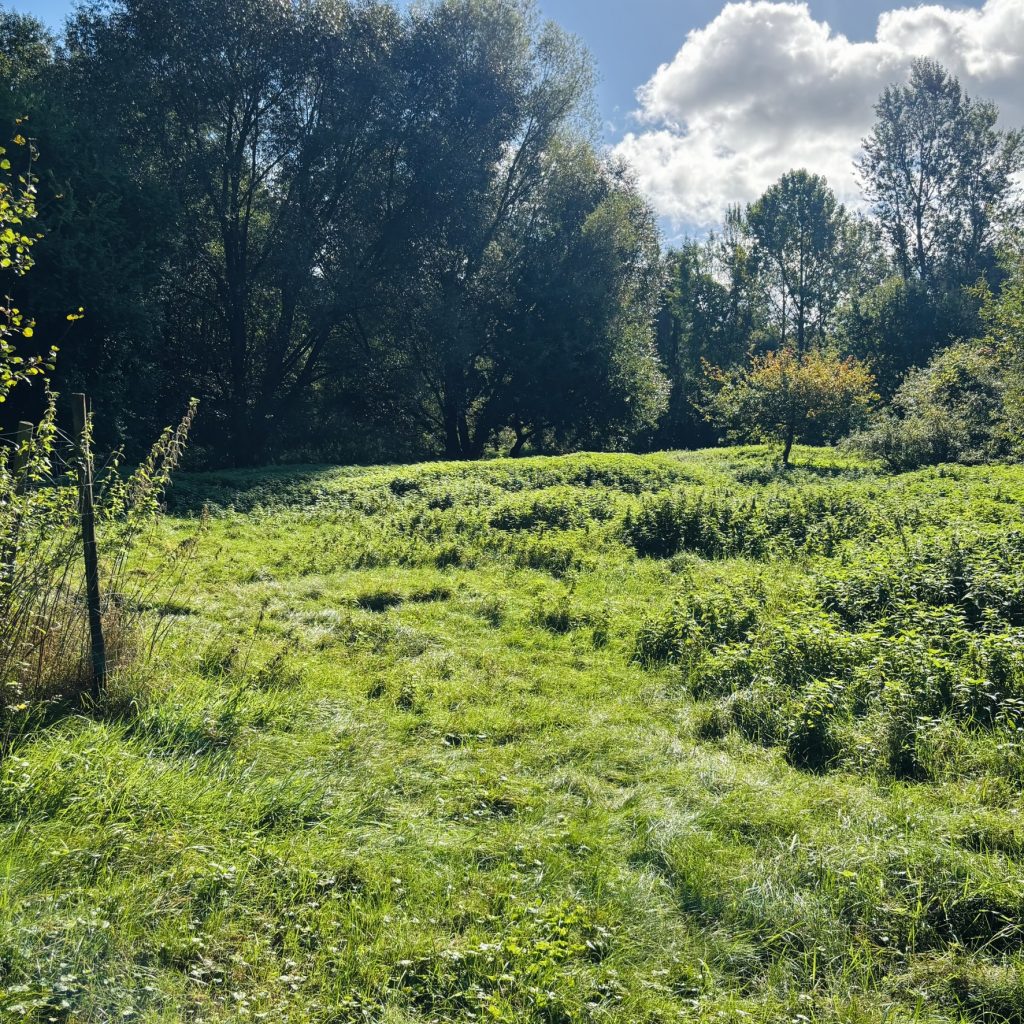 Bildplatzhalter: Wildnisplatz Hinterland – Nieklitz – ergänzendes Bild 2